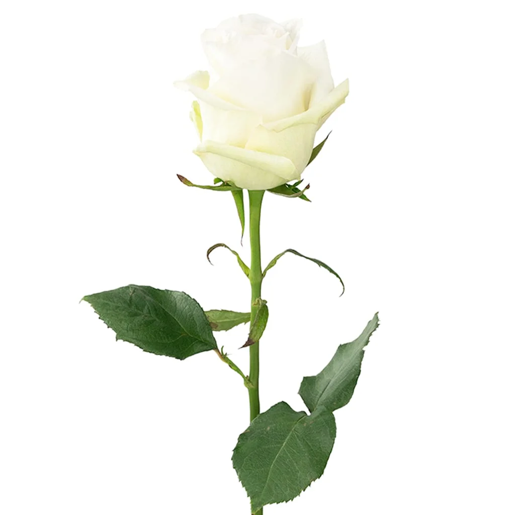 Wholesale Alba White Roses ideal for brides, event planners, and floral designers looking for creamy white flowers in large quantities.
