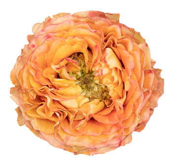 Flash Eye roses captivate with vivid bi-tone petals, ideal for fashion-forward floral styling, weddings, and editorial events.