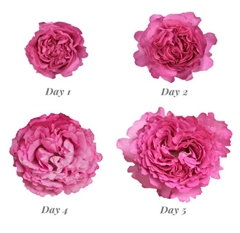Multiple stages of Janelle Peony Rose blooms from bud to fully open.