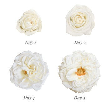Fresh-cut white garden roses for wholesale wedding flowers and luxury event décor.