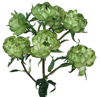Bulk arrangement of Princess Midori Green Garden Roses, highlighting multiple green blooms per stem, ideal for event décor.