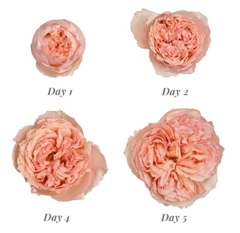 Lush Salmanazar roses in coral-pink and peach, perfect for weddings, romantic gifts, and elegant floral centerpieces.