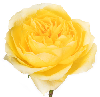 Garden Roses Yellow - Toulouse Lautrec with lush yellow petals, ideal for weddings, summer events, and elegant floral designs with a radiant charm.