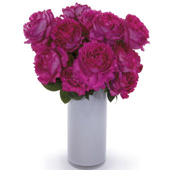 Showcasing the bunch of Yves Piaget Garden Rose in a flower vase. 