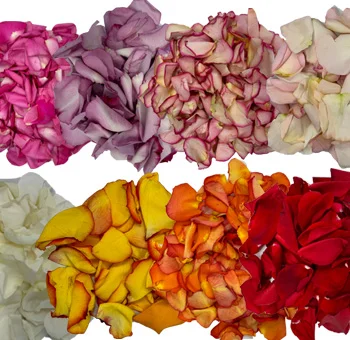 Fresh rose petals in all shades, perfect for weddings and special events.