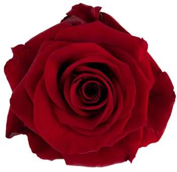 Order Redvolution Red Roses in bulk for weddings, events, and florists—ideal for stunning bridal bouquets and floral centerpieces.