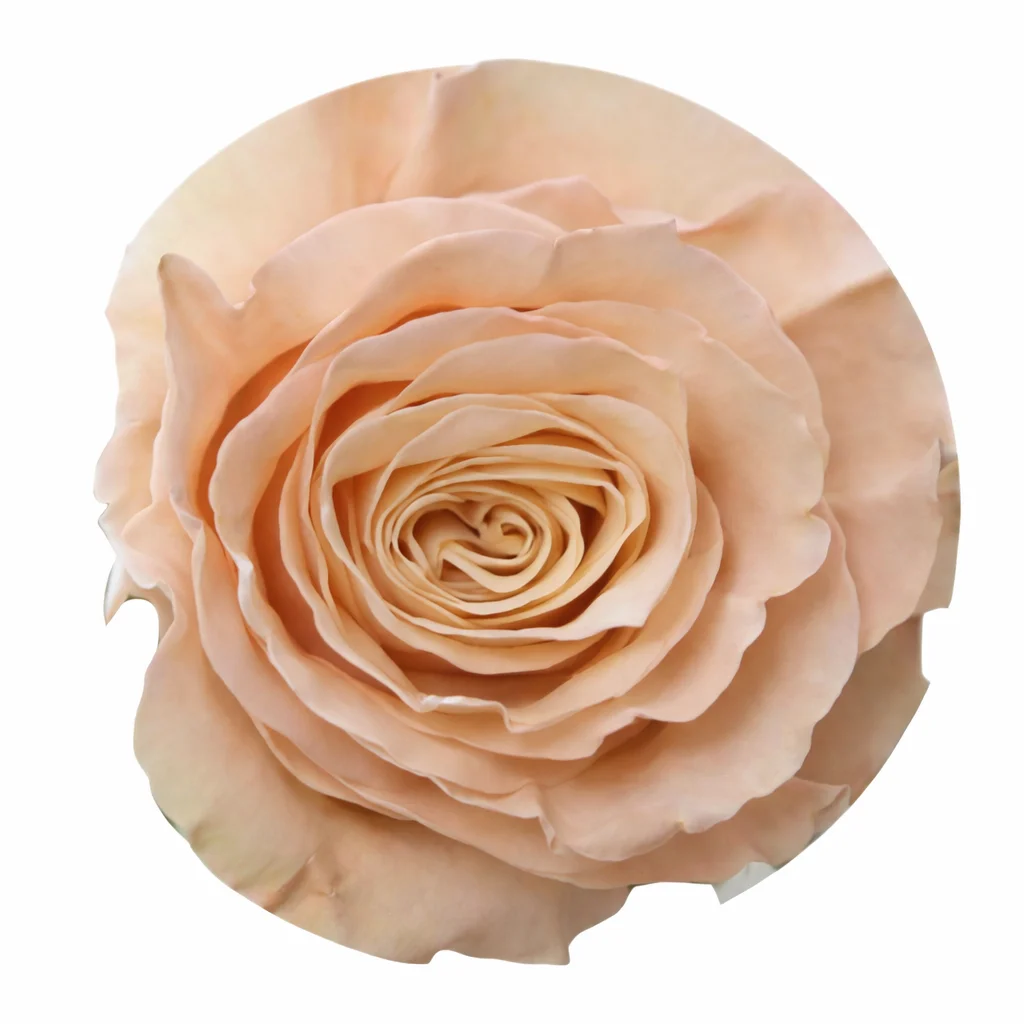 Beige pistachio tinted garden roses with layered petals used for wedding centerpieces and event décor.