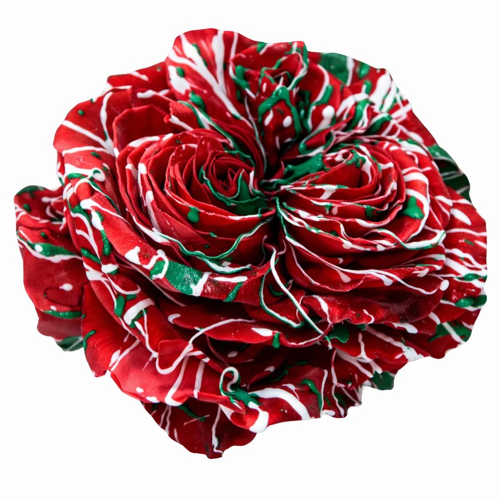 Tinted Mayra Xmas confetti garden rose with red petals and green white splatter pattern, ideal for holiday bouquets and event floral arrangements.