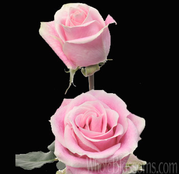 Soft Rosita Vendela light pink roses with romantic tones, perfect for weddings, premium gifts, and elegant floral styling.
