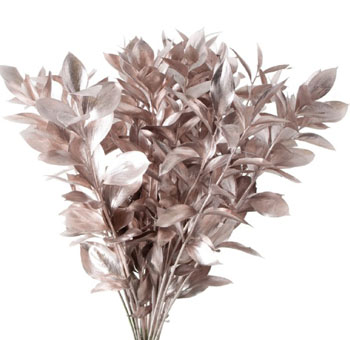 Ruscus For Sale