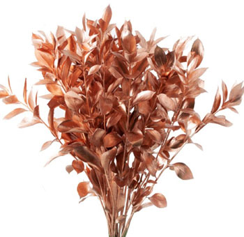 Ruscus For Sale