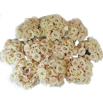 Sahara Sensation Rose, epitome of elegance with its captivating pastel hues and mesmerizing fragrance.