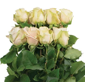 Sahara Roses, with their sandy hues, epitomizing the elegance and beauty of the desert.