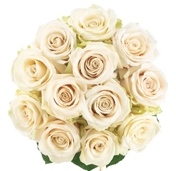 Sahara Roses: Creamy elegance embodied in petals, perfect for events and heartfelt gifts.