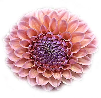 Salmon Dahlia