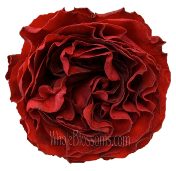 Red Eternity garden rose with rich velvet petals, ideal for romantic weddings, elegant events, and floral décor.