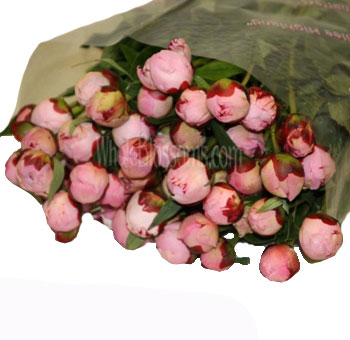 Peony Flowers for Wedding
