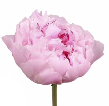 Light Pink Peonies