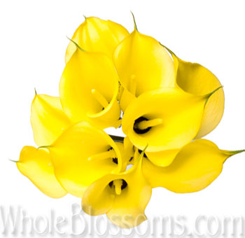 Sculptural yellow calla lilies, perfect for spring weddings, centerpieces, and premium event floral styling.
