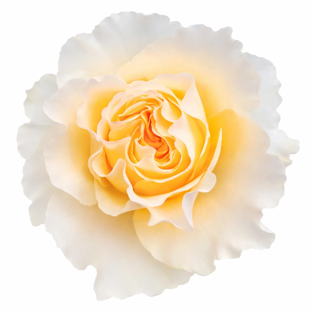 Shakespeare Cream Garden Rose Shakespeare Cream Garden Rose