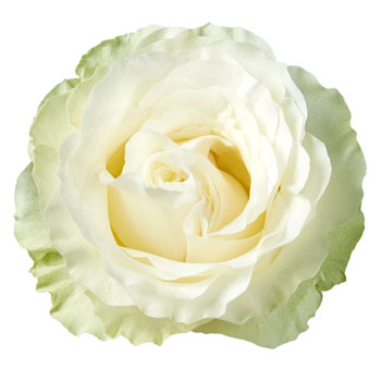 Siente white garden roses offer soft sophistication, perfect for weddings, special occasions, and floral stylists.