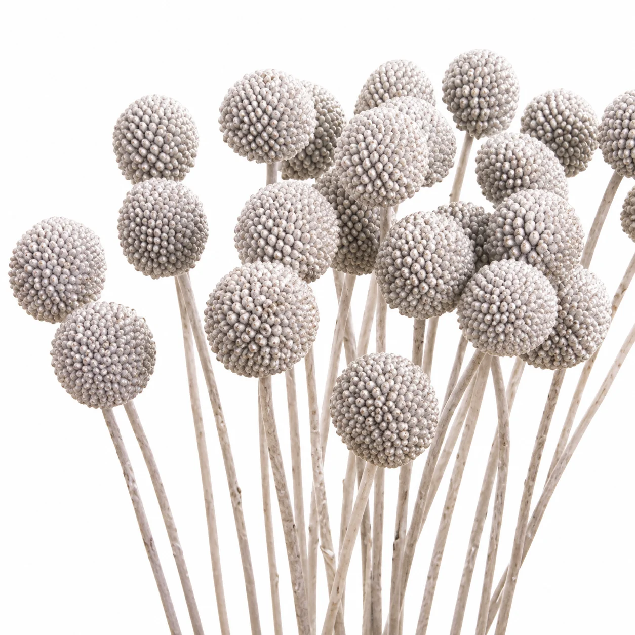 Fresh silver Craspedia Billy Balls for wedding bouquets, centerpieces and elegant floral arrangements