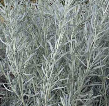 Sage