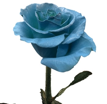 Order Sky Blue Dyed Roses wholesale for weddings and events. Vibrant blue hue ideal for themed arrangements, striking decor, and floral professionals.
