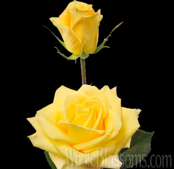 Skyline yellow roses with radiant petals, perfect for weddings, bright floral gifts, and joyful premium flower arrangements.