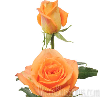 Sombrero orange roses with warm tones, perfect for weddings, autumn events, and vivid floral décor.