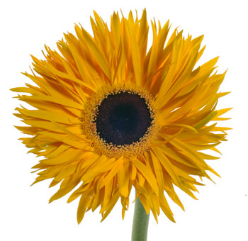 Yellow Gerbera Daisy Dark Center Spider