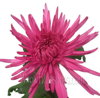 Vibrant airbrushed hot pink spider mums featuring spiky petals, ideal for wholesale events, weddings, and stunning displays.