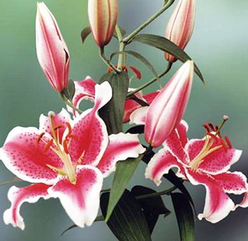 Cluster of Starfighter lilies with vibrant pink petals and unopened buds, set against a soft green background.