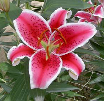 Close-up of a pink Starfighter lily with white-edged petals and prominent stamens, surrounded by green leaves.