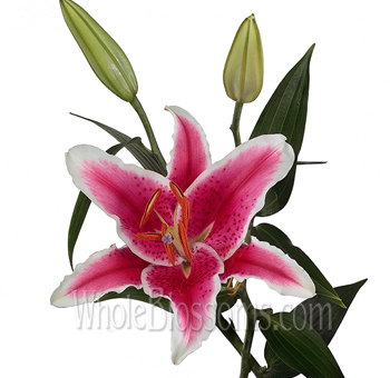 Single pink Starfighter lily in bloom with white-edged petals and two buds on green stems.