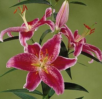 Cluster of pink Stargazer lilies with speckled petals and long green stems against a natural background.