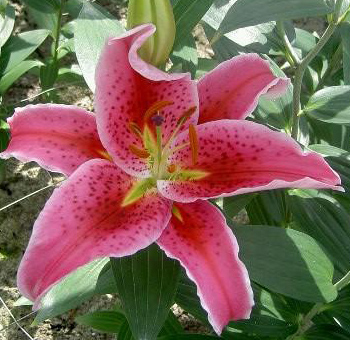 Close-up of a vibrant pink Stargazer lily with speckled petals and green foliage.
