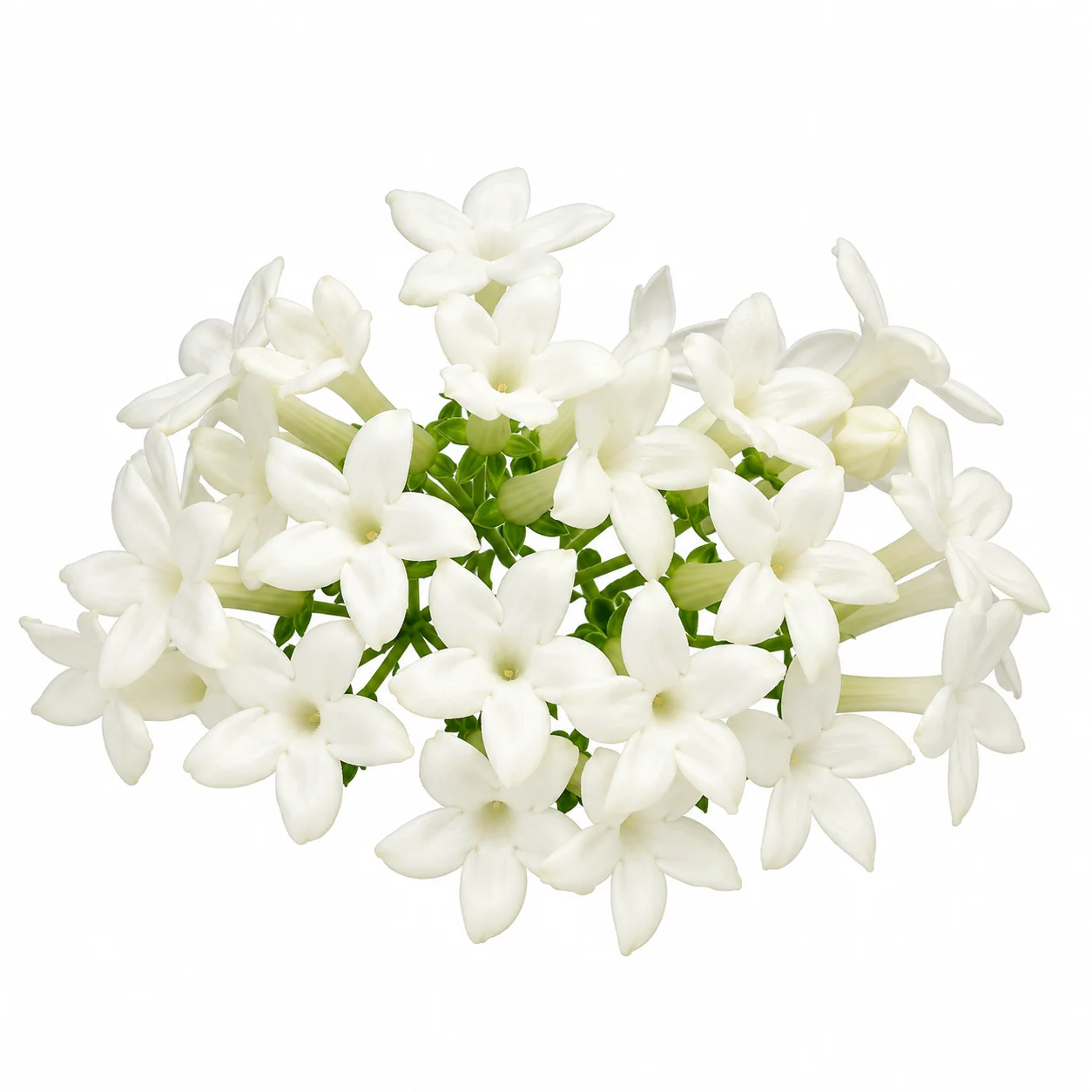 Fresh white Stephanotis flowers with star-shaped blooms for elegant wedding bouquets and floral arrangements.