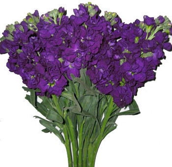 Fragrant purple stock flowers with lush texture, ideal for weddings, bouquets, and romantic event floral designs.