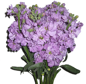 Soft lavender stock blooms bring fragrance and charm to weddings, luxury floral styling, and premium flower arrangements.
