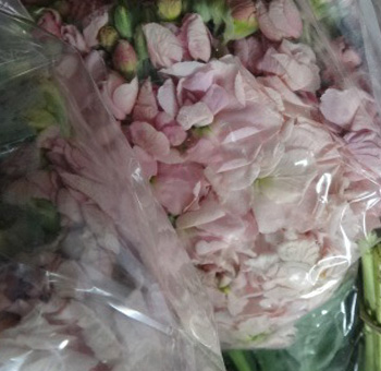 Soft peach stock flowers offering height and charm, ideal for weddings, centerpieces, and elegant event florals.
