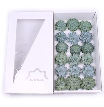 Succulents