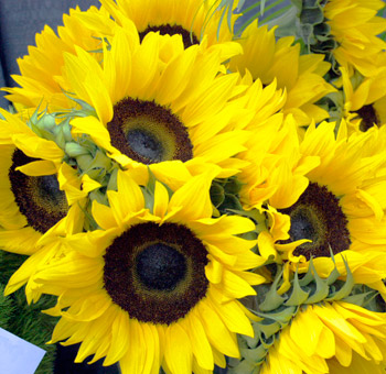 Radiant fresh cut sunflowers uplift wedding settings, perfect for creating eye-catching bouquets and dynamic centerpieces that exude joy and warmth.