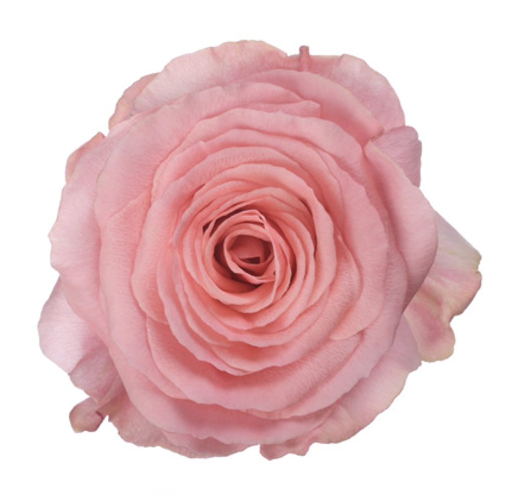 Buy Superstition Peach Pink Roses in bulk at wholesale prices. Ideal for weddings and events. Romantic tones perfect for elegant floral arrangements.