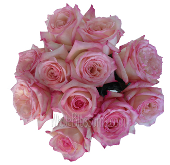Premium Sweet Fragrance roses in bulk for weddings and special occasions. Soft, lush petals and elegant color perfect for luxury floral arrangements.