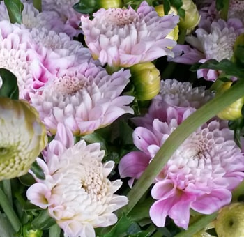 Sweet Love Dahlia
