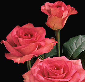 Dark Pink Wholesale Rose Sweet Unique
