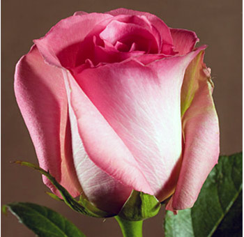 Pink Rose Sweet Unique