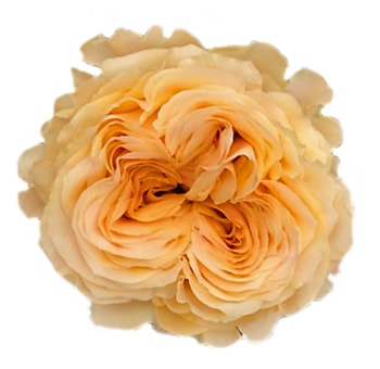 Romantic Sweet Xpression garden roses in soft pink tones, perfect for weddings, gifts, and wholesale floral orders.