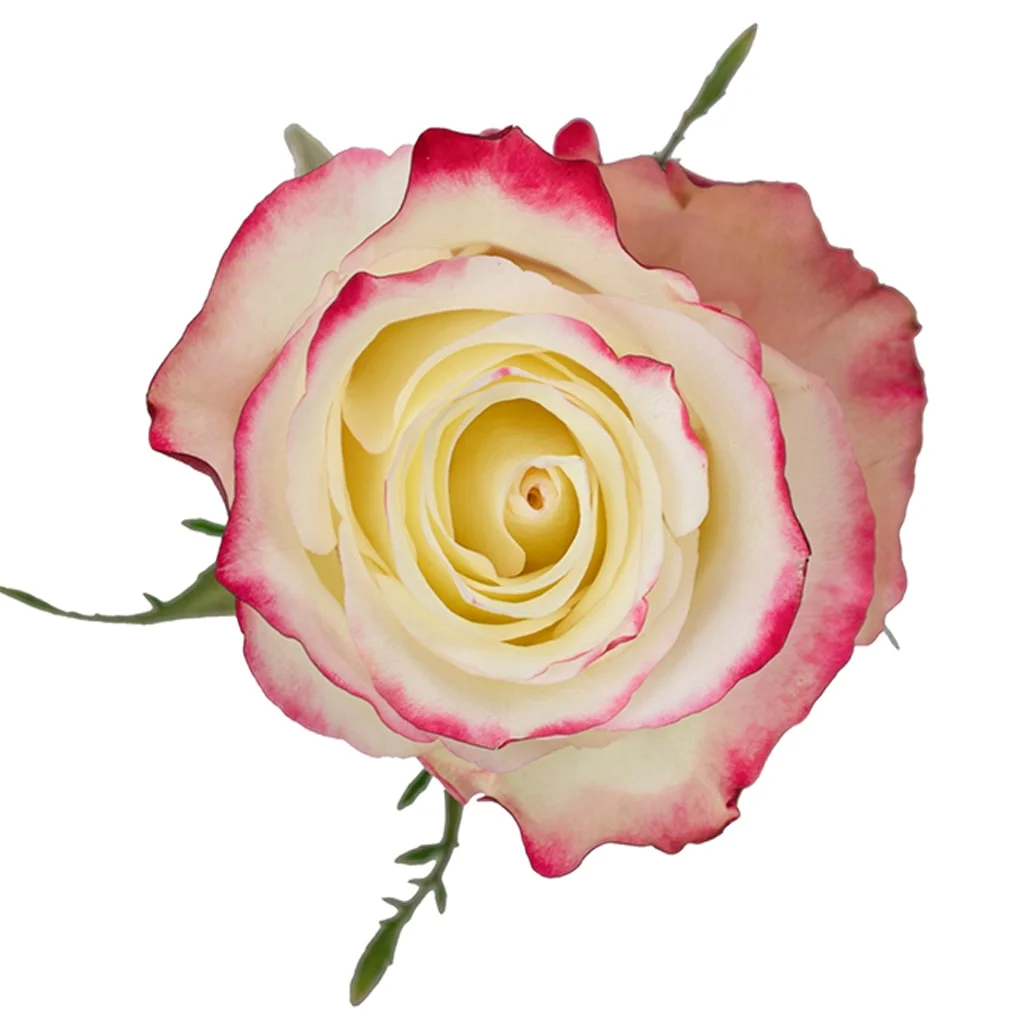Sweetness Pink Bicolor Roses with soft pink centers and darker edges, perfect for romantic wedding bouquets and premium floral arrangements in bulk.